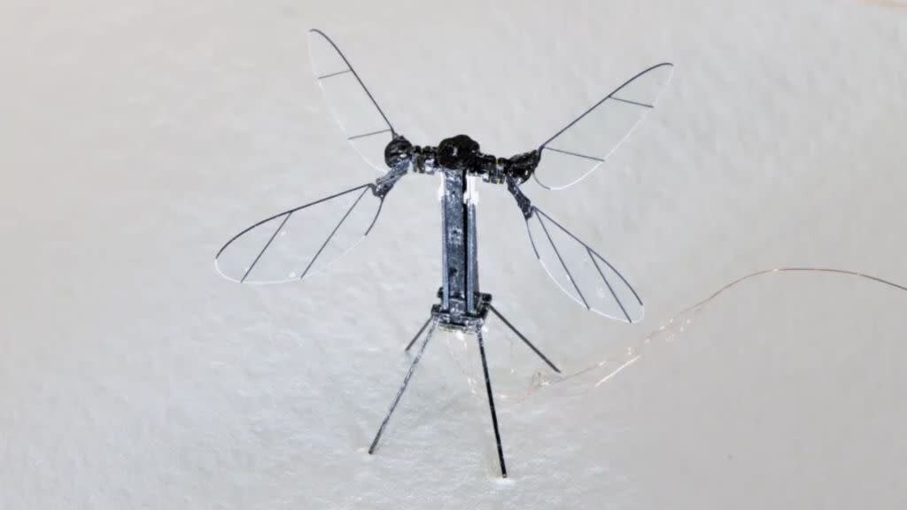 حشرات سایبورگ؛ جاسوسانی که به ماموریت می‌روند